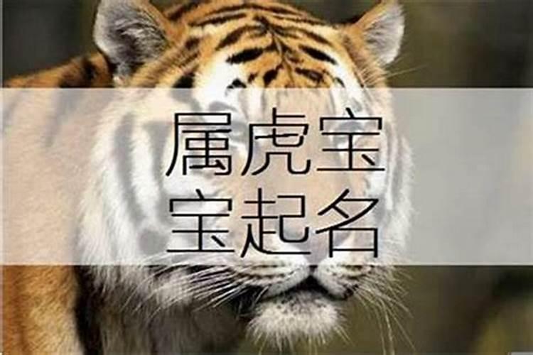 属虎的取什么名字比较好听