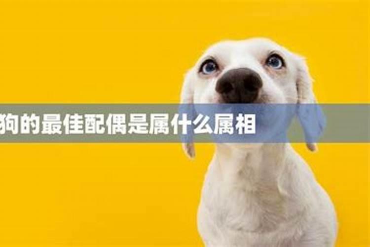 八字合犬是什么动物