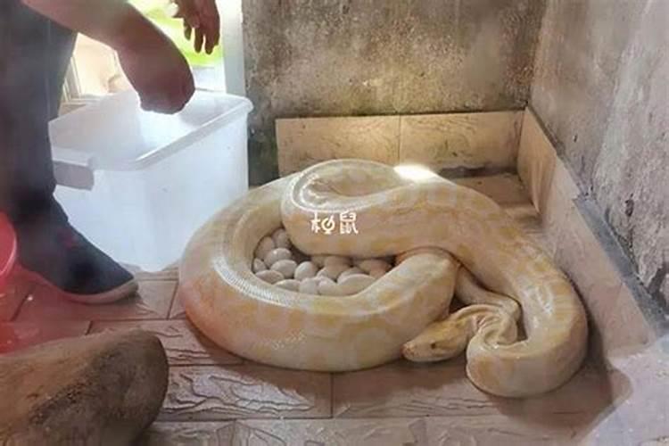 羊和鼠合不合适婚姻