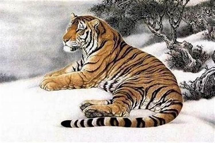 六十多岁属虎是哪一年