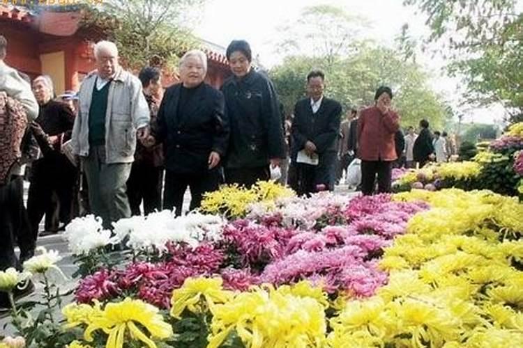 重阳节哪里可以看菊花