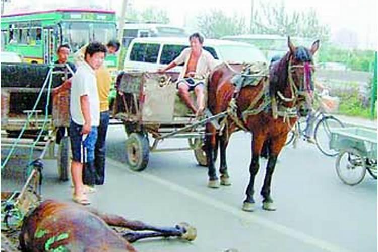 梦见枣红马拉车