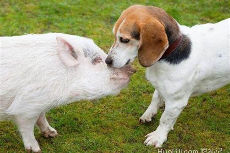 猪和狗婚配合吗