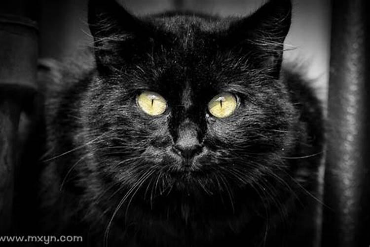 梦见黑猫扑向自己是胎梦吗
