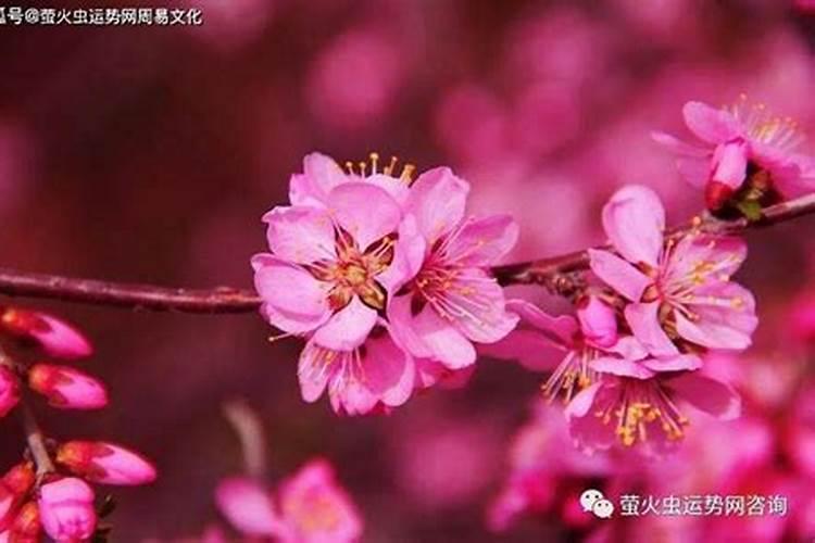 红艳桃花煞桃花多吗