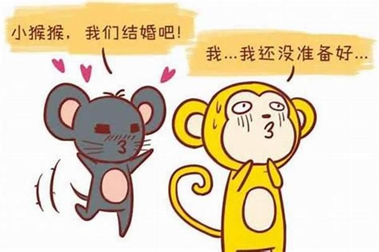 虎女男猴八字不合会克财运吗