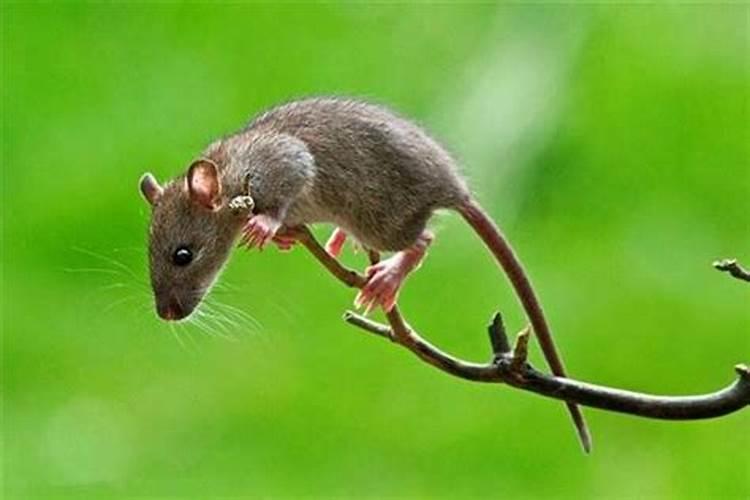 梦见老鼠往身上爬是什么意思啊