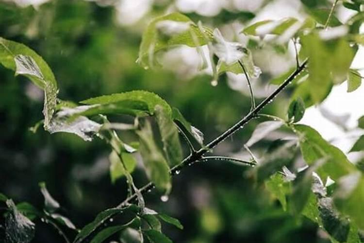 清明节是哪个季节