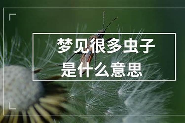 梦见很多虫子是什么意思