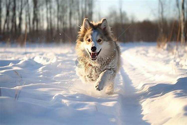 梦见雪地里有一只小狗