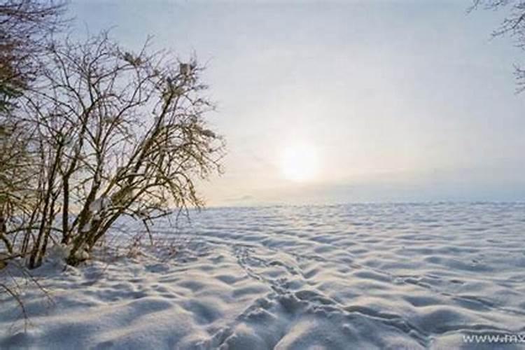 梦见雪地里有一只小狗