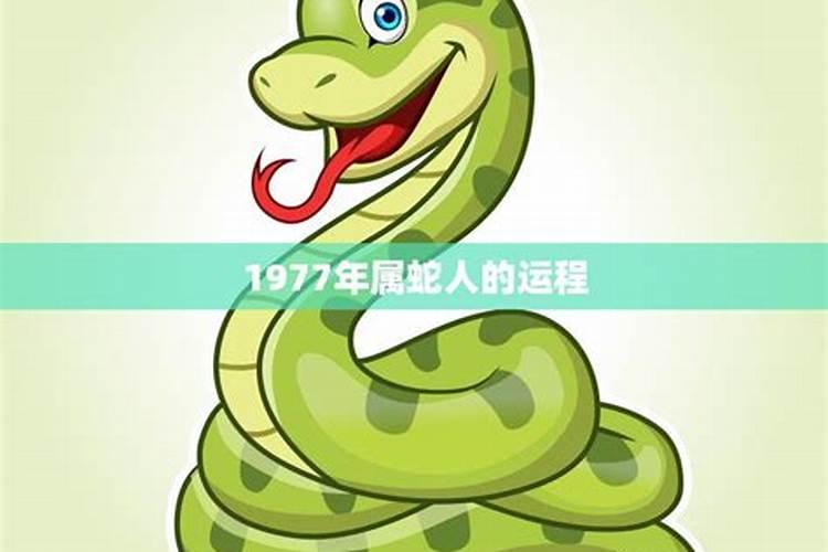 1977年出生的蛇在今年的运程