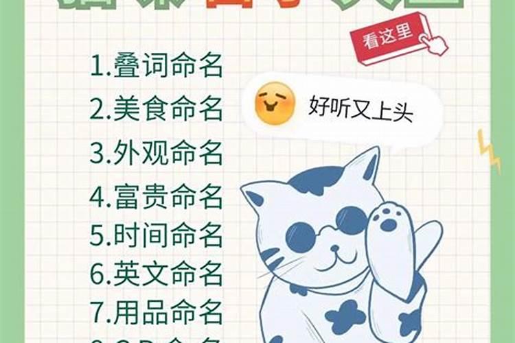 冬至出生的猫咪取名字大全