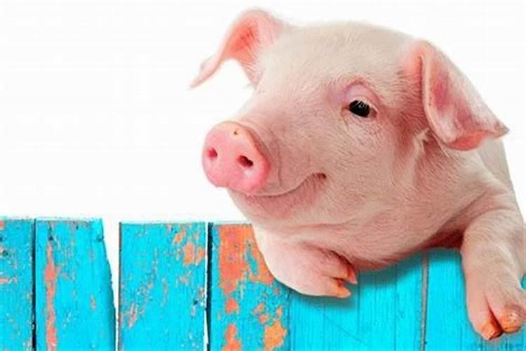 梦见一头猪是什么意思