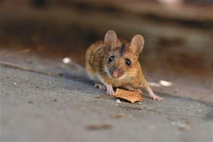 属鼠相合的生肖是什么