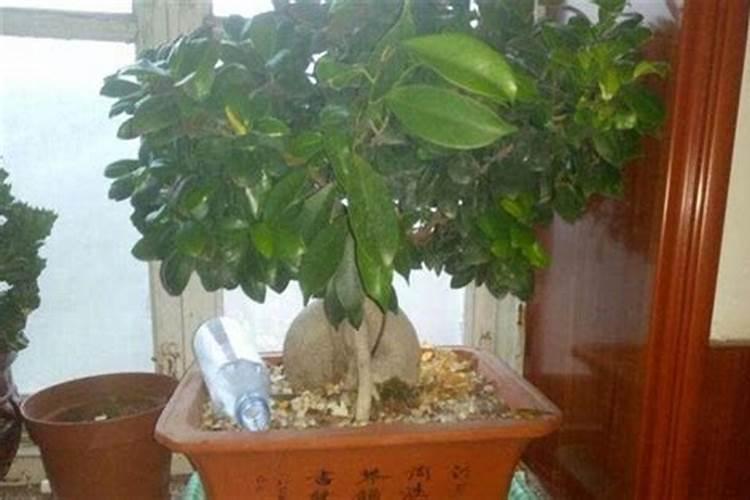 什么植物旺事业运