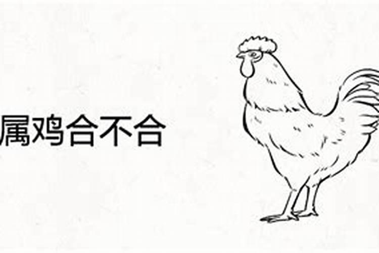 鸡和牛八字合吗