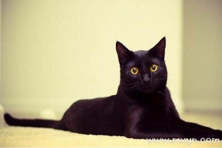梦到黑色的猫咪是什么意思