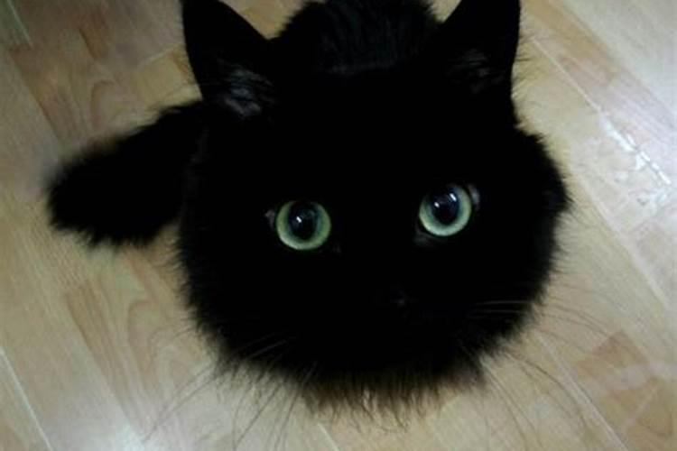 梦到黑色的猫咪是什么意思
