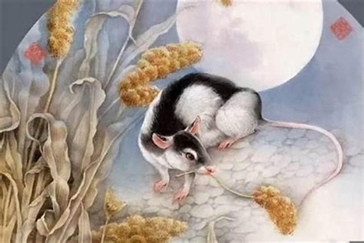 属鼠的几月出生最好十二生肖网