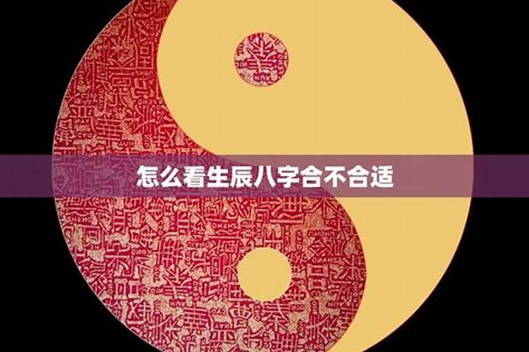 鸡妈妈和鼠宝宝八字合不合