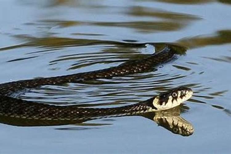 梦见蟒蛇在水里不动