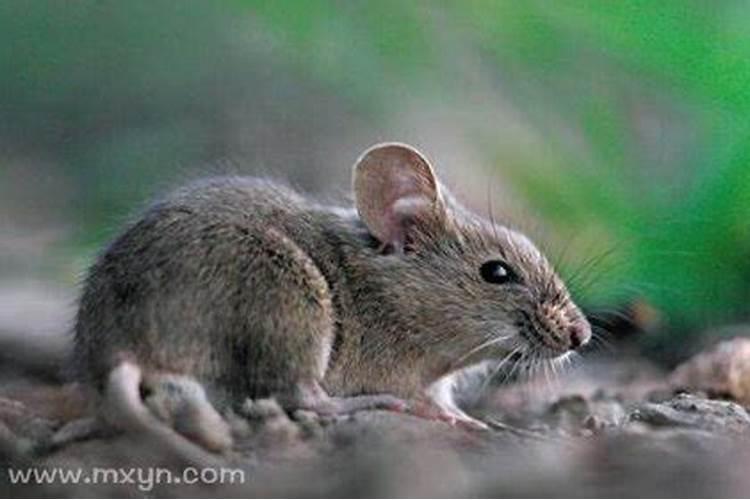 梦见家里有老鼠什么预兆呢