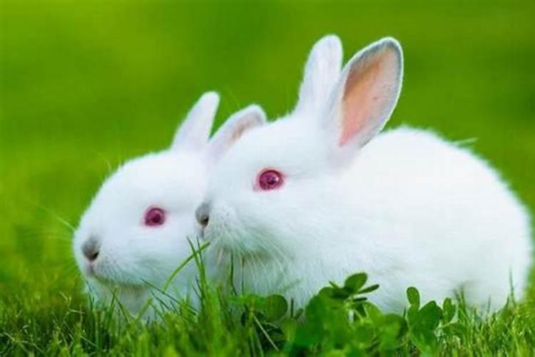 1963年四月属兔的是什么命