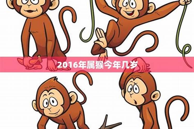 78岁属猴2020年运势