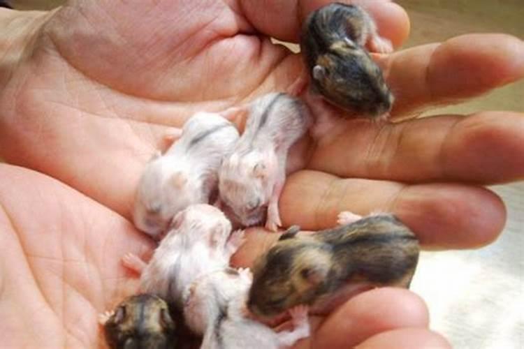 冬至后出生的鼠宝宝