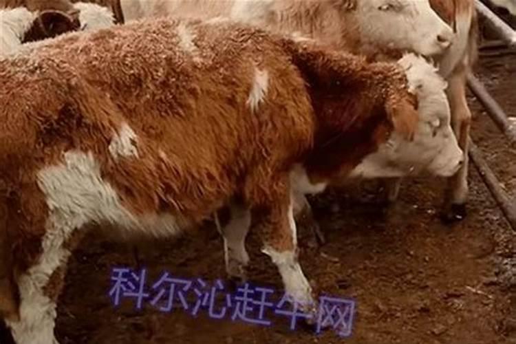 梦见了车子被别人撞坏了什么意思