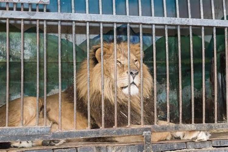 梦见动物园狮子不在笼子里