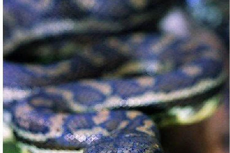 单身梦见蟒蛇是什么预兆