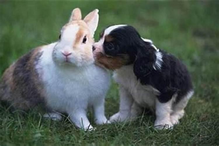 狗和兔配婚姻如何