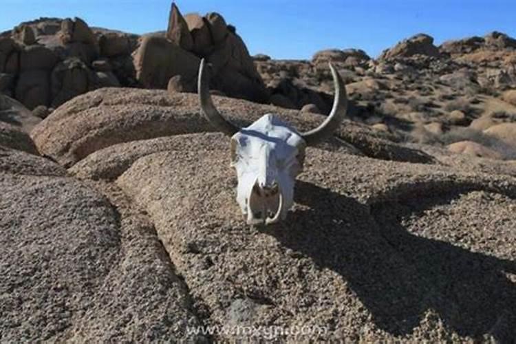 梦见尸骨成山