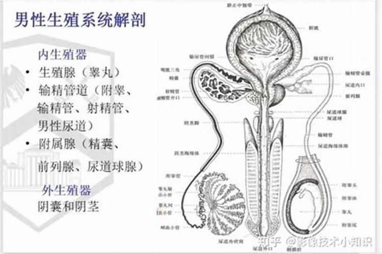 梦见男人生殖部位解梦碎了