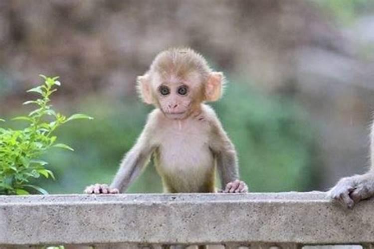 重阳节是哪年被定为敬老节的节日