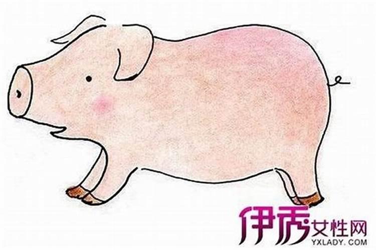 属猪各月生人的命运如何