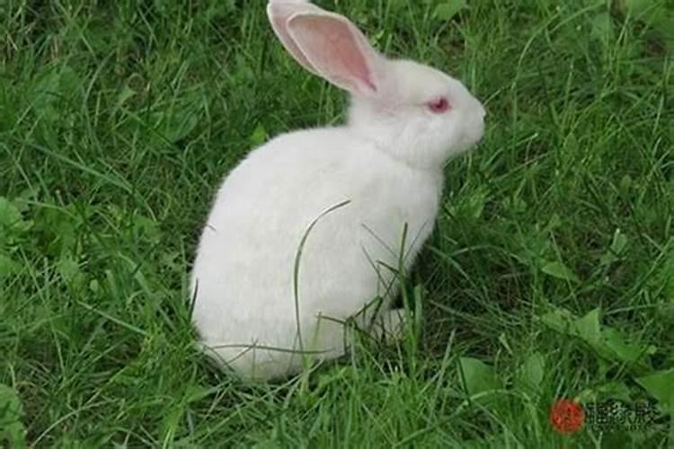 兔与兔的婚配合适吗