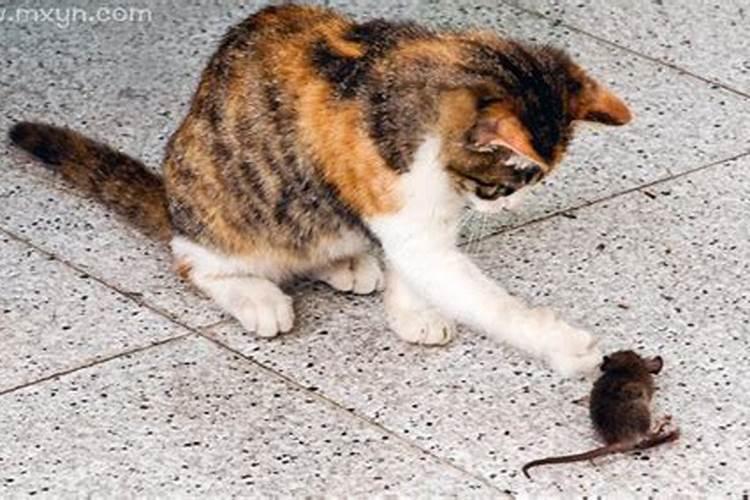梦见猫捉到老鼠是什么意思