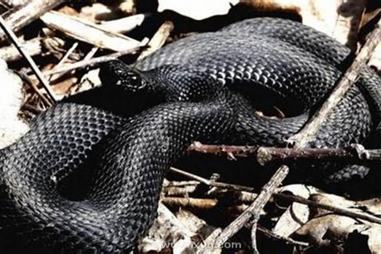 梦见一条大黑蛇是什么意思