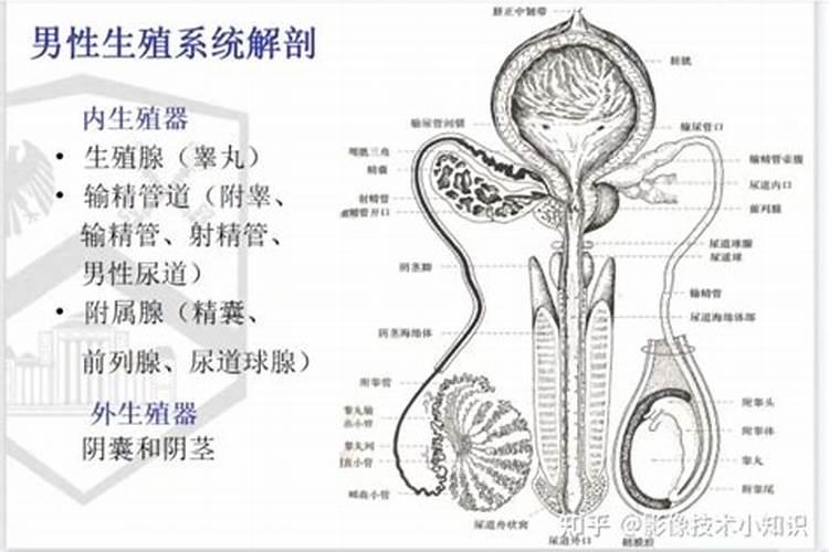 梦见看到男人的生殖