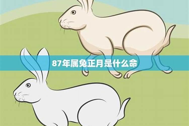 87年属兔的命运是什么命