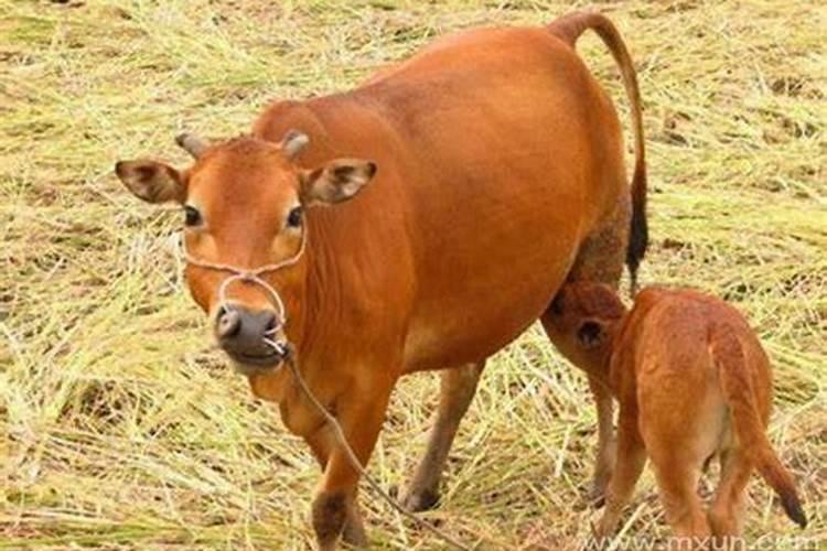 怀孕梦见牛什么预兆？梦见和牛关系很好