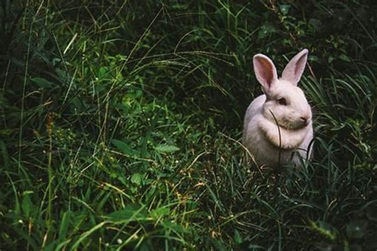 梦见逮住兔子是什么意思是什么