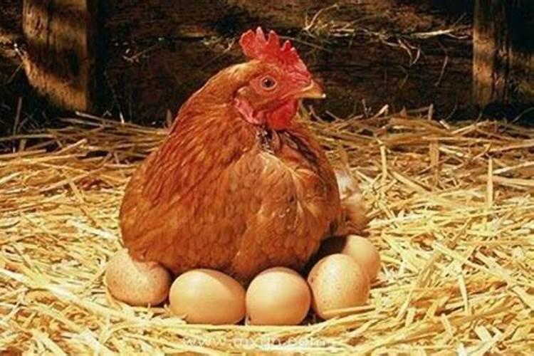 梦到鸡下蛋是什么意思？女人梦见吃鸡蛋什么意思