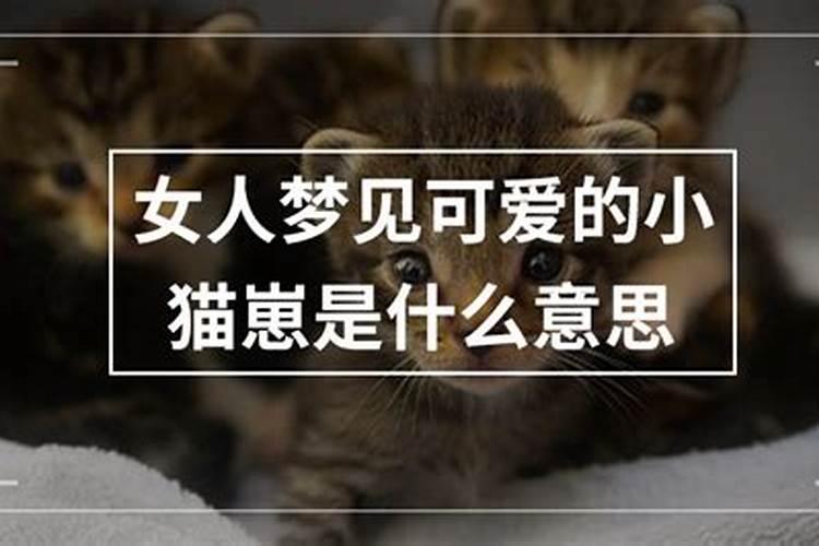 梦见可爱的猫咪亲近自己