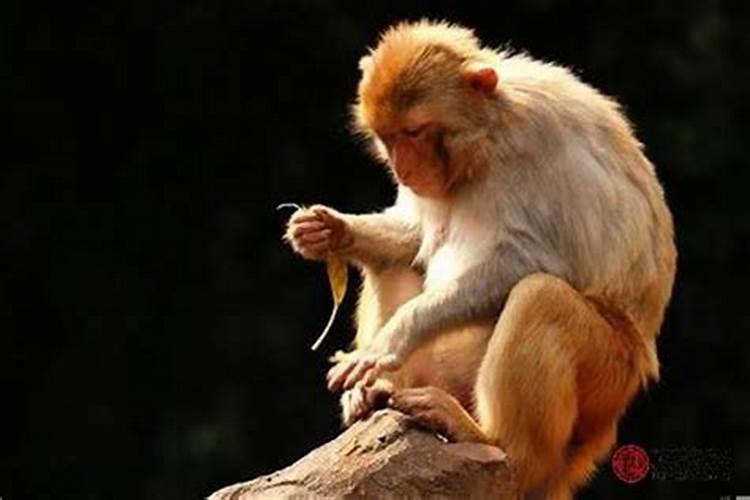 属猴和属猴合吗？猴与猴的婚姻如何