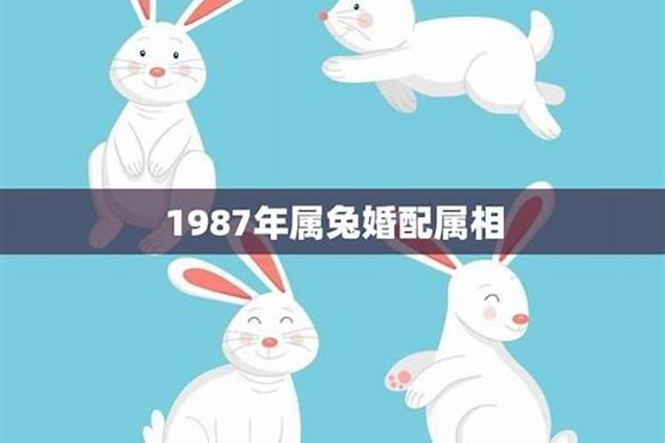 1987属兔男最佳婚配属相