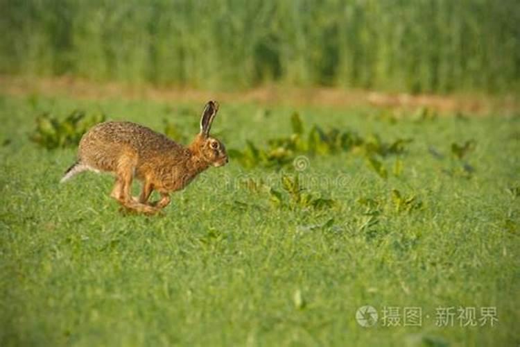 梦见野兔在田野里跑来跑去